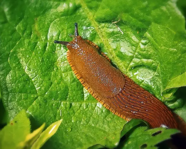 Lumache rosse su foglia verde bagnata.