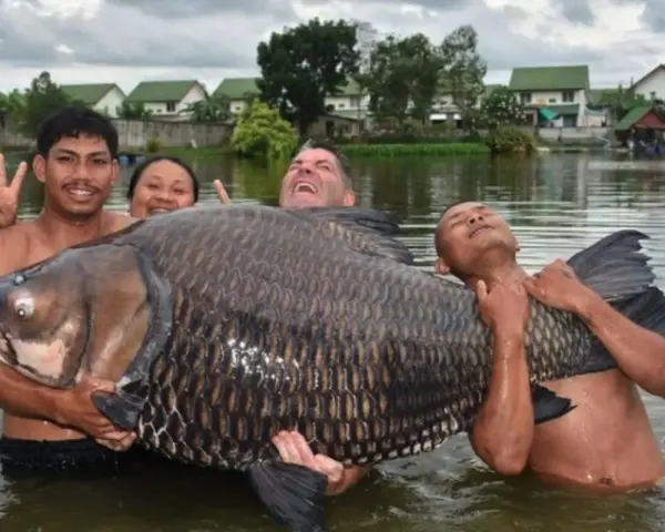 Ein riesiger Karpfen von 280 kg wird von drei glücklichen Anglern im Wasser gehalten.