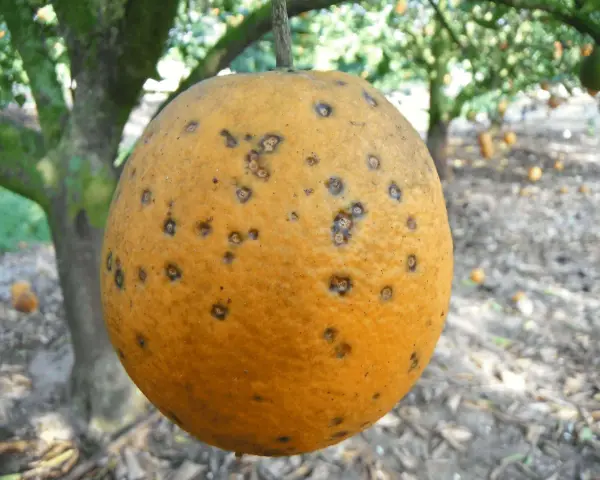 Naranja con manchas oscuras, indicativo de enfermedades de los naranjos. El árbol y otras frutas se ven borrosos al fondo.