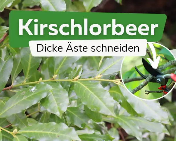 Kirschlorbeer: dicke Äste schneiden mit einer Gartenschere.
