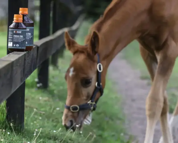 Deux bouteilles de produit pour poulains sont posées sur une clôture en bois. Un poulain brun broute de l'herbe à côté, peut-être pour aider à prévenir la diarrhée poulain.