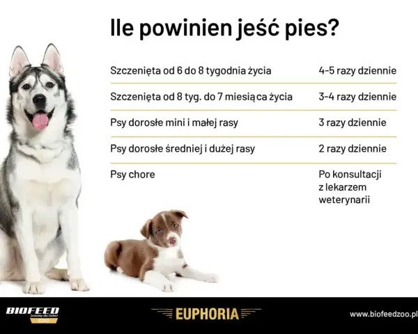 Tabela: ile powinien jeść szczeniak i dorosły pies. Podział na wiek i rasę, uwzględnia też chore psy.