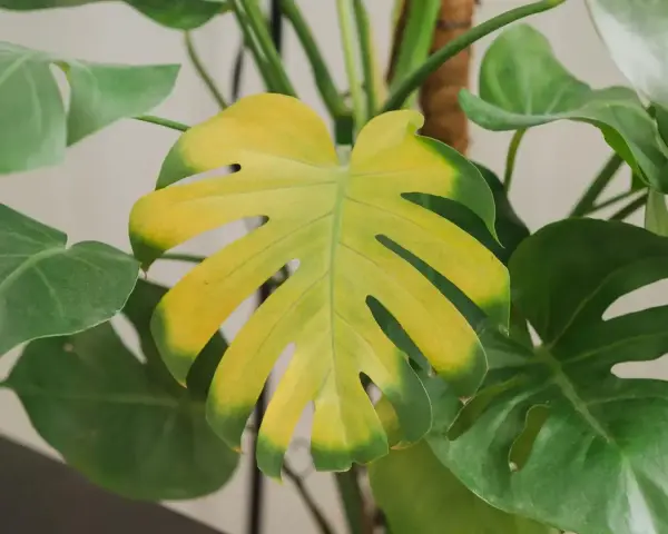 Monstera żółknie, liść traci zielony kolor, stając się jasnożółty.