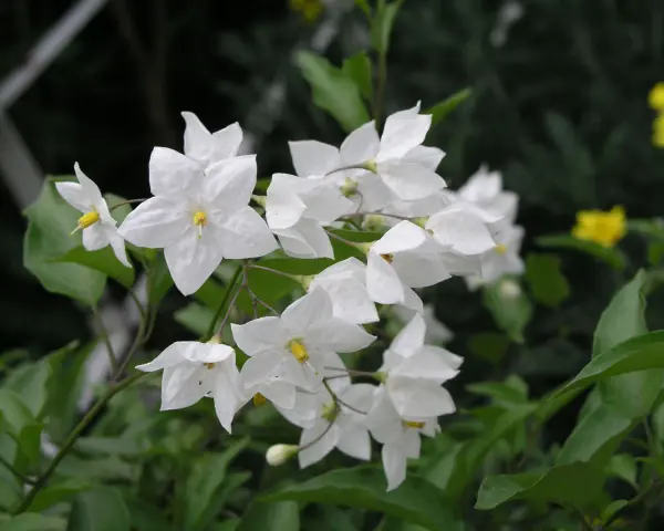 Ein Strauß zarter, weißer Jasmin blumen mit gelben Staubgefäßen, umgeben von grünen Blättern.