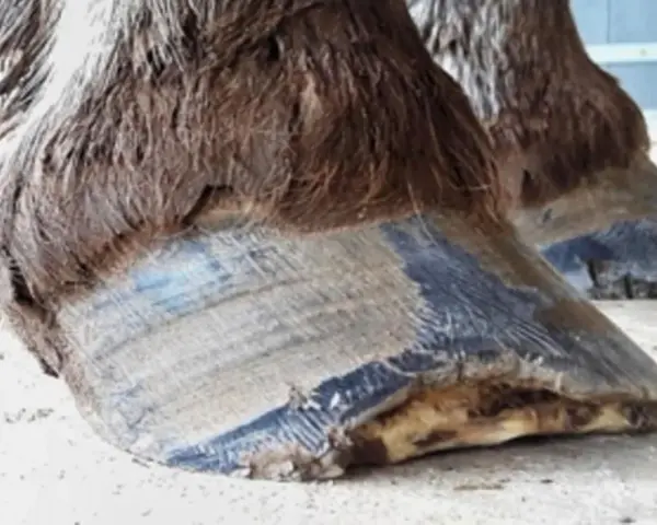 Gros plan sur les sabots d'un cheval, l'un d'eux semble avoir une fourmilière sabot cheval.