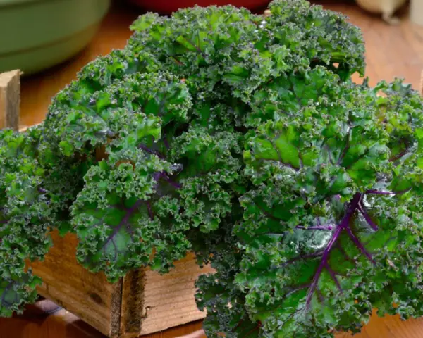 Krzaczasty jarmuż w drewnianej skrzynce, pełen witamin i minerałów. Jego jarmuż właściwości czynią go superfood.