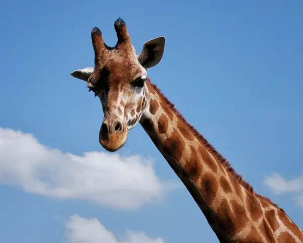 Żyrafa w Tanzanii, z charakterystycznym wzorem na szyi, patrzy w stronę obiektywu na tle błękitnego nieba z chmurami.