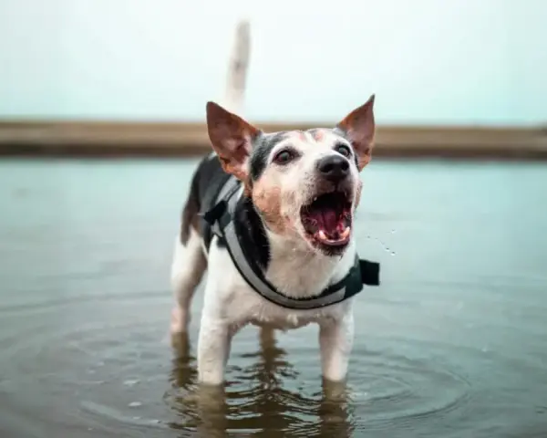 Chien dans l'eau, aboyant fort. Comment faire pour que mon chien arrête d'aboyer ? Ce petit chien semble avoir beaucoup à dire !