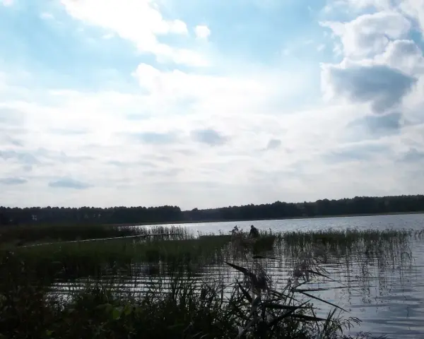 Spokojne jezioro Zagłębocze otoczone lasem, z trzcinami na brzegu i samotnym wędkarzem.