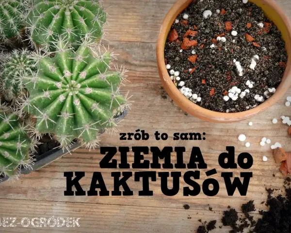 Kaktusy w doniczce i ziemia do kaktusów. Czy ziemia do kaktusów nadaje się do innych kwiatów? Dowiedz się, jak zrobić własną mieszankę.