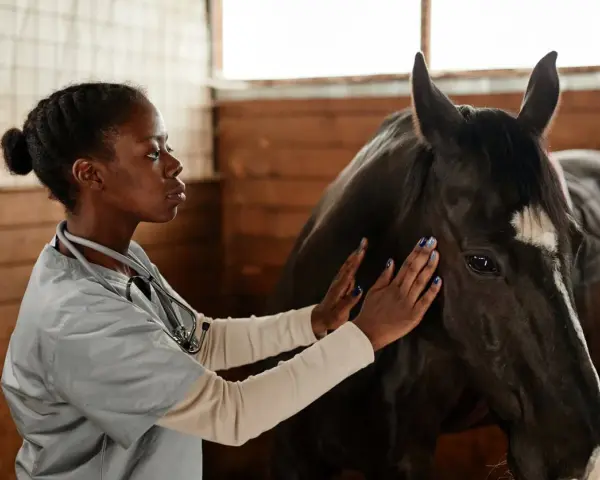 Vétérinaire examinant un cheval, peut-être pour une blessure éperon cheval.