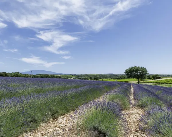 Champ de lavande à perte de vue sous un ciel bleu parsemé de nuages. Un arbre solitaire se dresse au milieu de ce paysage provençal.