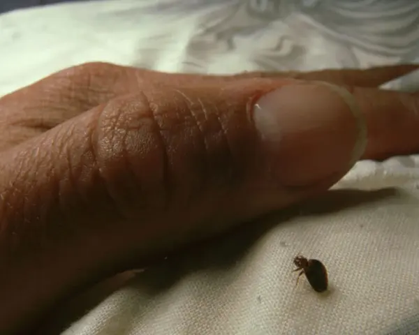 Una pequeña chinche se arrastra cerca de un dedo humano. Es una imagen inquietante que muestra el momento en que salen las chinches.