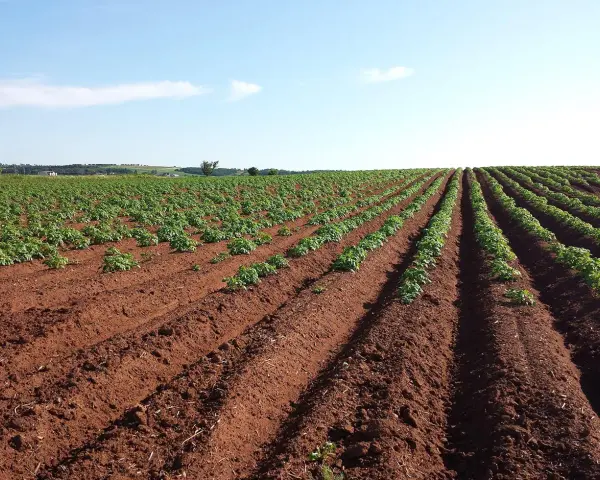 Vasto campo di patate in file ordinate su terreno rossastro. Il terreno fertile suggerisce il miglior concime per patate per una crescita rigogliosa.