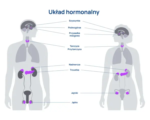 Ilustracja przedstawia ludzki układ hormonalny z zaznaczonymi gruczołami: szyszynką, podwzgórzem, przysadką, tarczycą, przytarczycami, nadnerczami, trzustką, jajnikami i jądrami.