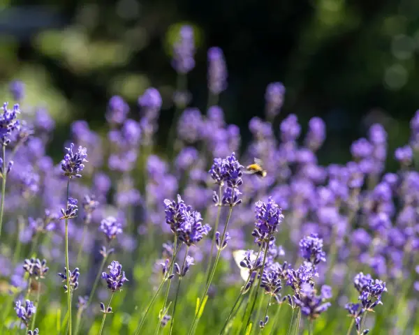 En humla flyger över en fält av lila timjan blomma i solljus.