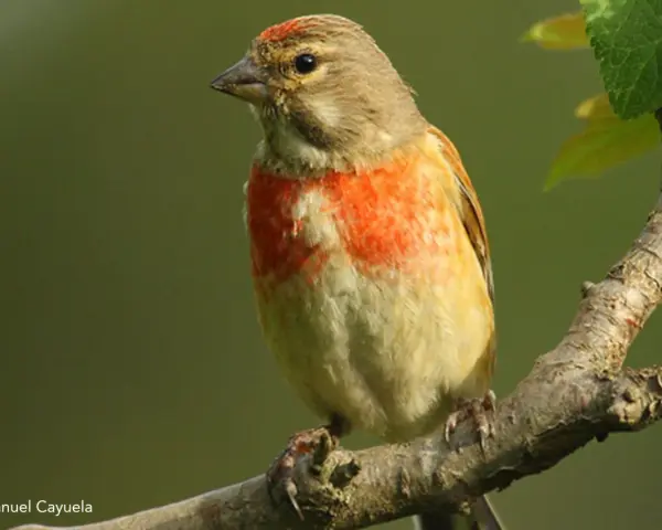 Pájaro pardillo con pecho anaranjado posado en una rama.
