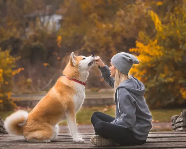 Piękny akita inu waga, karmiony przez kobietę na drewnianym moście. Jesienne liście tworzą tło.