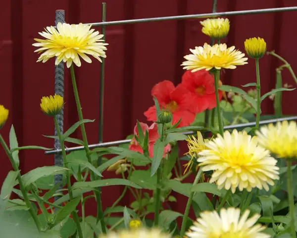 Gula blommor av krasse i kruka, med röda blommor i bakgrunden.