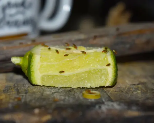 Fruchtfliegen auf einem Limettenstück. Ein Beweis, dass Zitrusfrüchte helfen, was gegen Fruchtfliegen hilft.