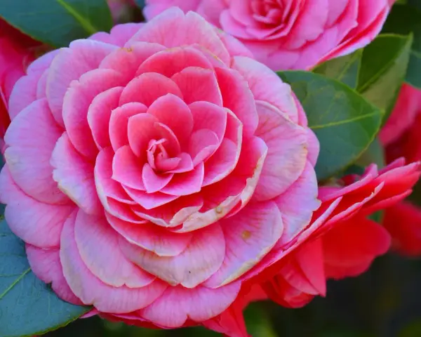 Primer plano de dos tipos de camelias rosadas, una completamente abierta y otra parcialmente visible, rodeadas de hojas verdes.