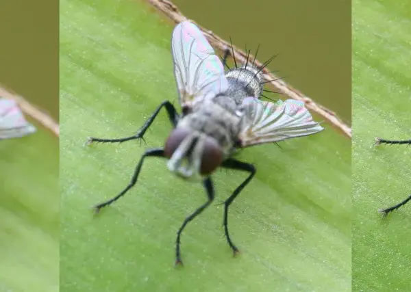 Trzy zbliżenia na muchę na zielonym liściu, ukazujące detale jej oczu i skrzydeł dzięki technice focus stacking.