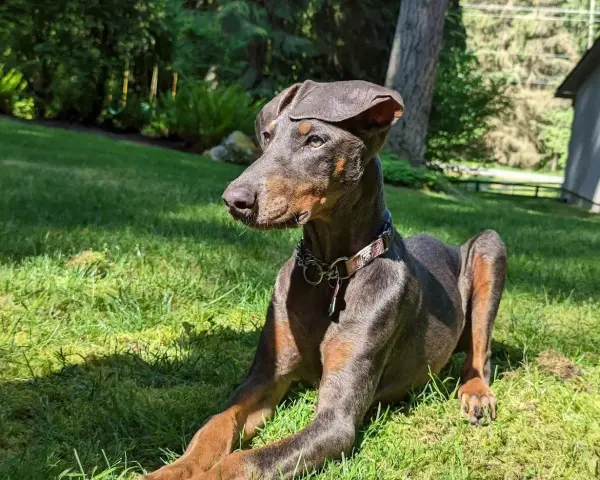 Elegancki doberman niebieski leży na trawie, ciesząc się słońcem. Jego sierść mieni się w promieniach, a uszy są lekko opuszczone.