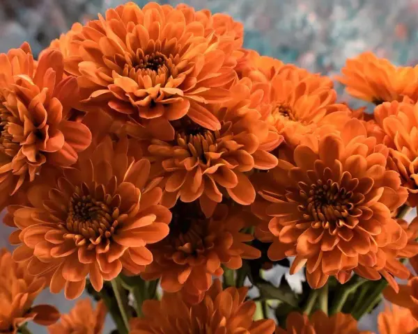 Un ramo de vibrantes flores de noviembre, con pétalos anaranjados que parecen pequeñas llamas.