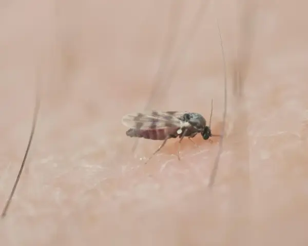 Mały meszek na skórze. Szukasz domowych sposobów na meszki? Ten owad może być uciążliwy.