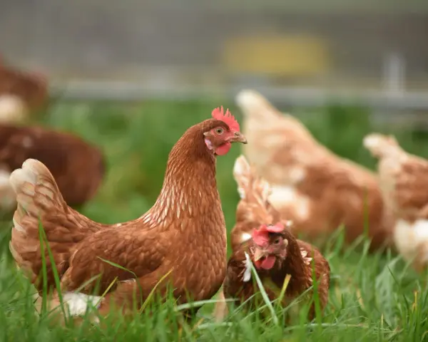 Galline brune in un prato verde, che cercano insetti e semi, mostrando cosa mangiano le galline in natura.