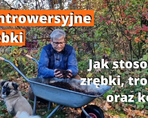 Kora czy zrębki - co lepsze do ogrodu? Odkryj kluczowe różnice