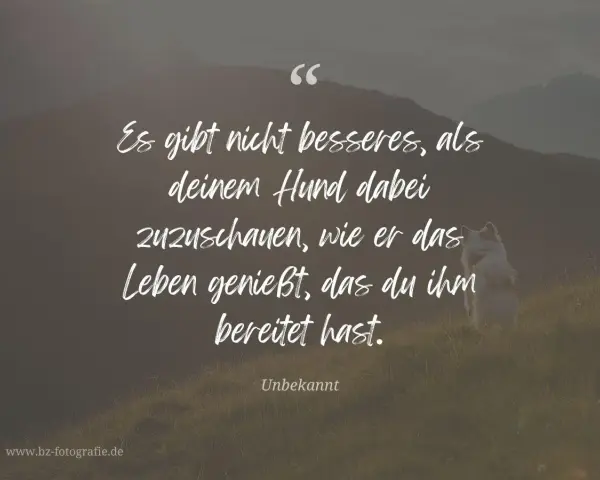 Hund sitzt auf einer Wiese vor Bergkulisse, Zitat über Hunde.
