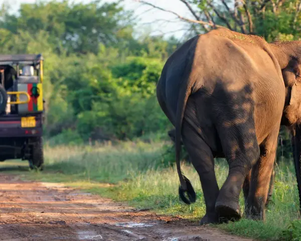 Słoń na Sri Lance, sierpień. Safari jeep na tle zieleni.