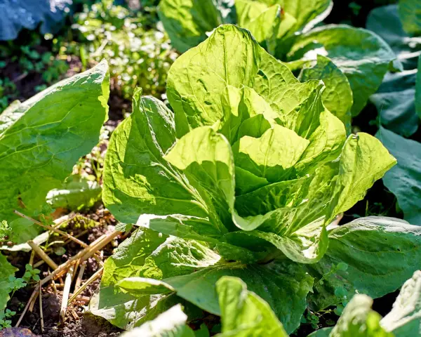 Ein knackiger zuckerhut salat, dessen Blätter im Sonnenlicht leuchten. Er ist bereit für die Ernte, vielleicht mit einem leicht bitteren, erfrischenden Geschmack.