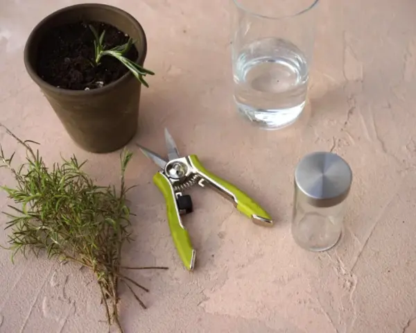 Gathering supplies to learn how to grow rosemary from cuttings: a pot with soil, fresh rosemary sprigs, pruning shears, and water.