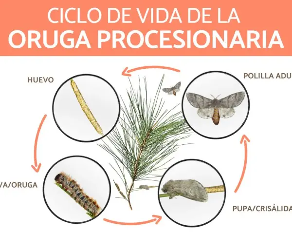 Ciclo de vida de la oruga procesionaria: huevos, larva, pupa y polilla adulta. La imagen muestra las distintas etapas de desarrollo de la oruga procesionaria.