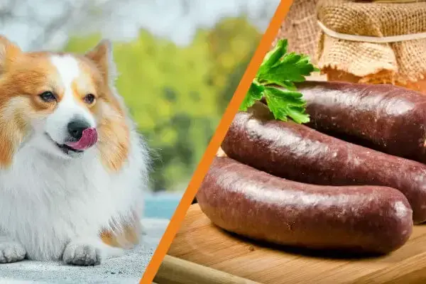 Czy pies może jeść kaszankę? Dowiedz się, jak to wpłynie na zdrowie psa