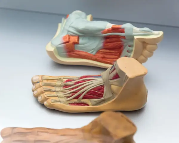 Anatomiska modeller visar fotens delar namn med muskler och senor.