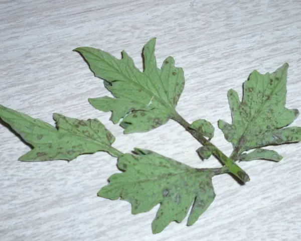 Hojas de tomate con manchas oscuras, indicativo de enfermedad de las hojas del tomate.