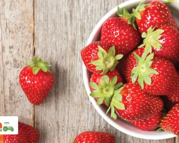 Frische, rote Erdbeeren in einer Schüssel, bereit für ein Baby-Snack.
