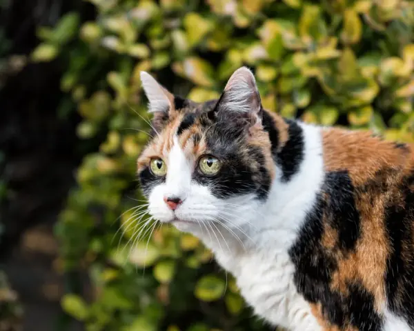 Ile trwają ruje u kotki? Odkryj, co musisz wiedzieć o cieczce