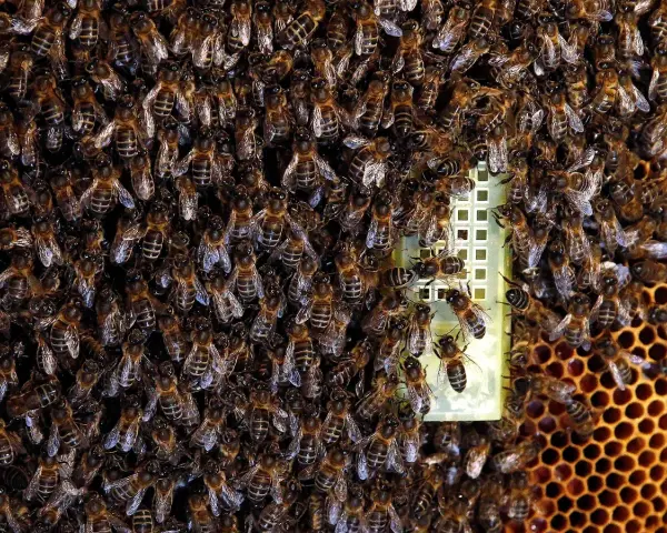 Enjambre de abejas en una pared, con una reina en el centro. Si buscas como eliminar abejas de una pared, esta imagen muestra la magnitud del problema.