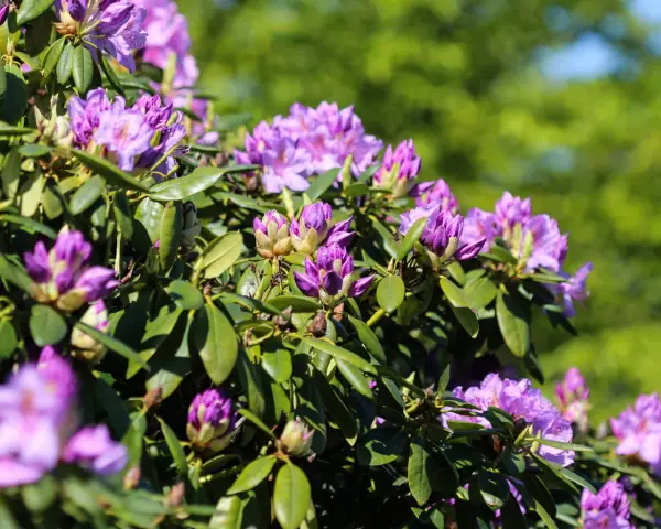 Jakie odstępy sadzenia rododendronów zapewnią im zdrowy wzrost?