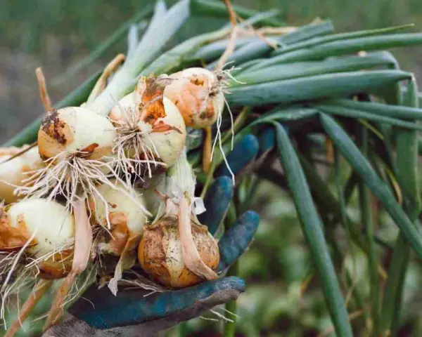 Mano guantata raccoglie cipolle appena sradicate, con radici e foglie verdi. È il momento giusto quando raccogliere le cipolle.