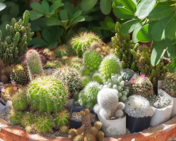 Un surtido de cactus con flores rosadas y rojas, en macetas individuales dentro de una maceta grande de terracota.