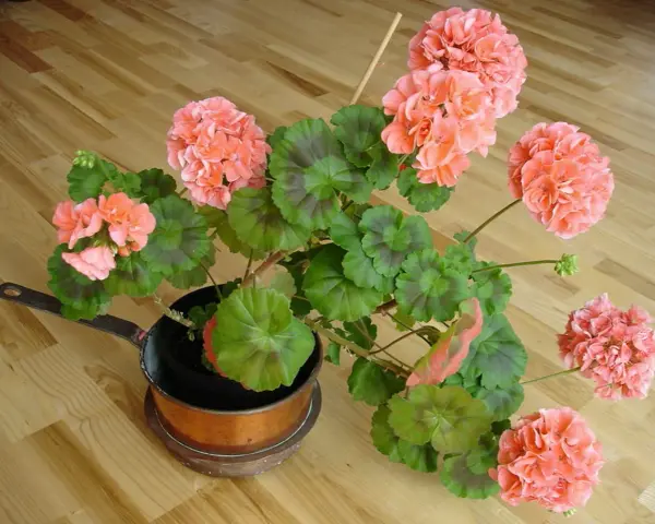 En pelargon i en kopparpanna, redo för att klippa ner på våren. Blommorna är ljust rosa med gröna blad.