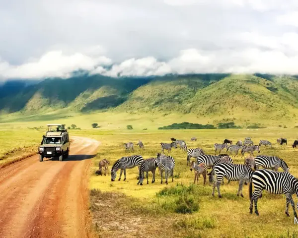Niesamowity safari z Zanzibaru! Stado zebr pasących się na tle zielonych wzgórz, a obok przejeżdża terenowy samochód.