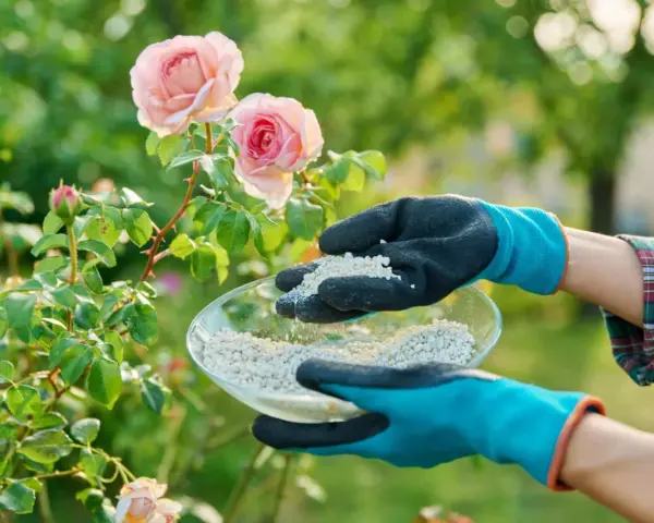Mains gantées tenant un bol d'engrais pour rosier près de magnifiques roses roses.