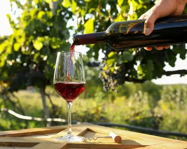 Rött vin hälls upp i ett glas på ett träbord. Perfekt vin till grekisk sallad i solnedgången bland vinrankor.