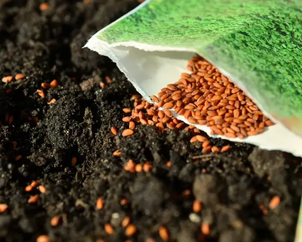 Graine de cresson versée sur la terre, promettant ses nombreux bienfaits pour la santé.